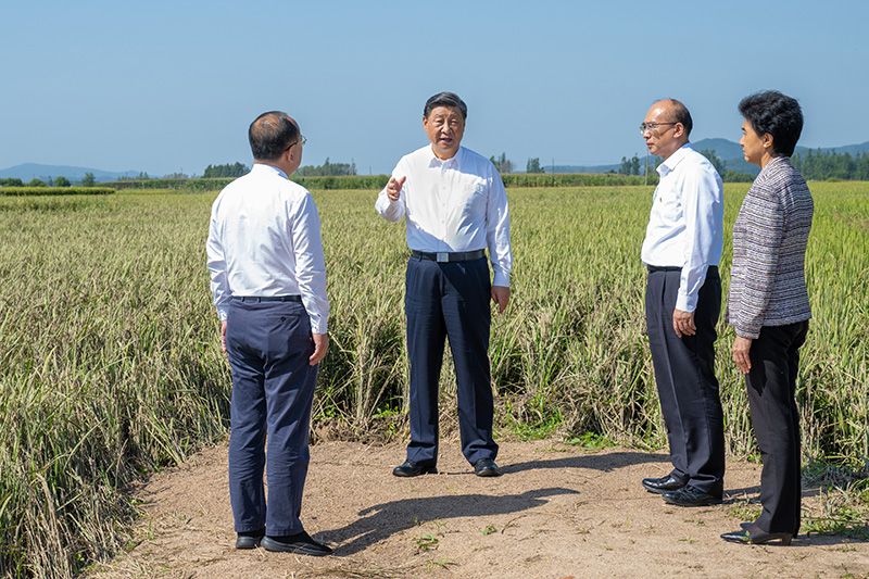 9月6日至8日，中共中央總書記、國家主席、中央軍委主席習(xí)近平在黑龍江考察。這是7日上午，習(xí)近平在遭受洪澇災(zāi)害的哈爾濱尚志市老街基鄉(xiāng)龍王廟村，察看水稻受災(zāi)情況。